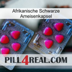 Africa Black Ant Capsule 14